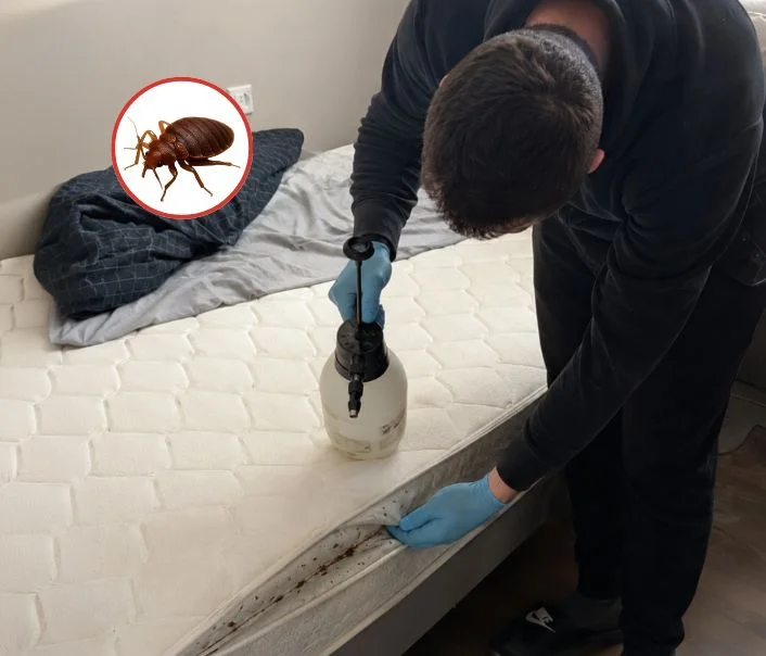 Technicien traitant un matelas contre les punaises de lit à Boissy-sans-Avoir